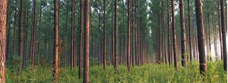 Double Branch – 60 Acres – SOLD