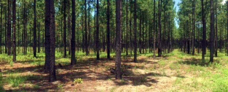 Spring Creek Plantation – SOLD