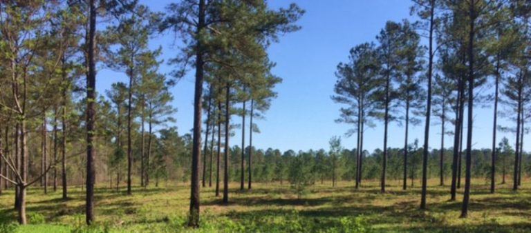 37.3 Beautiful Rolling Acres – SOLD