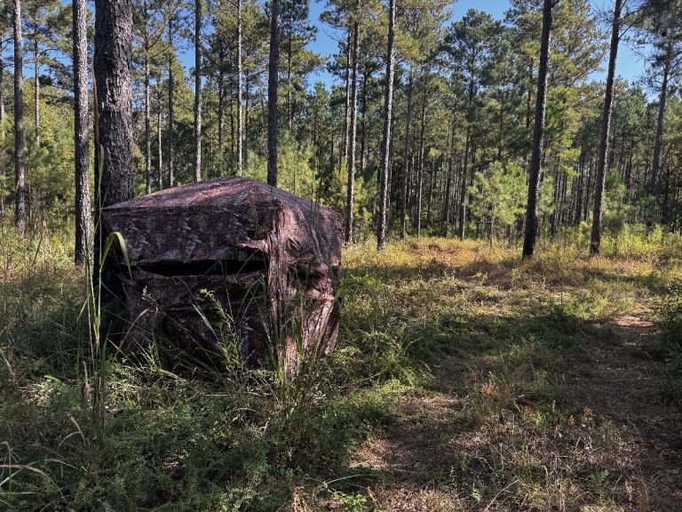 Bear Branch Timber Farm – $268,000