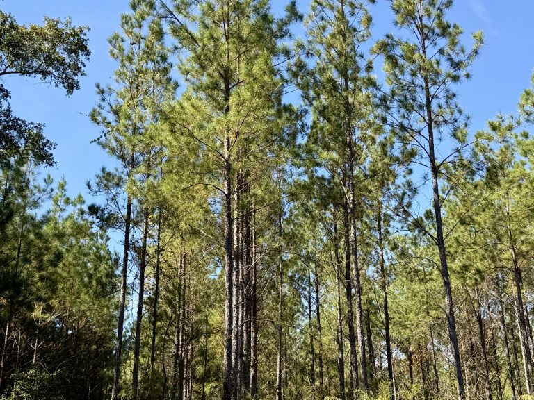 Grady Pines Tract -$399,999 – pending